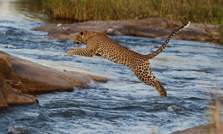 November Photo Roundup: Londolozi