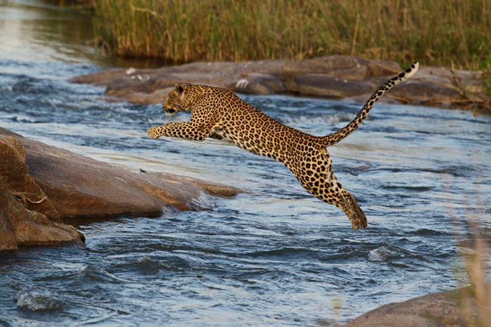 leopard leaping over water