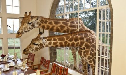 6 Unique African Safari Experiences and Where to Find Them