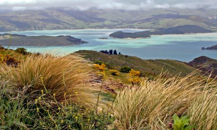 Traveling in New Zealand: Separated by the Same Language