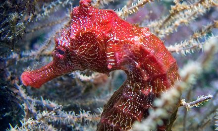 Photo of the Day: A Pacific Sea Horse Hiding Amongst the Coral