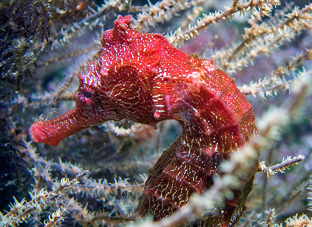 pacific seahorse near Bartolome, Galapagos Islands
