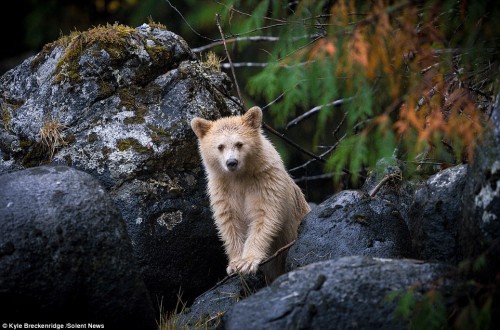Rare and Adorable Spirit Bear Cub Spotted