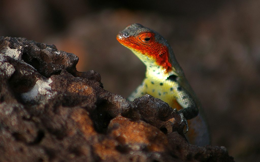 Photo of the Day: the Colorful Galapagos Lava Lizard