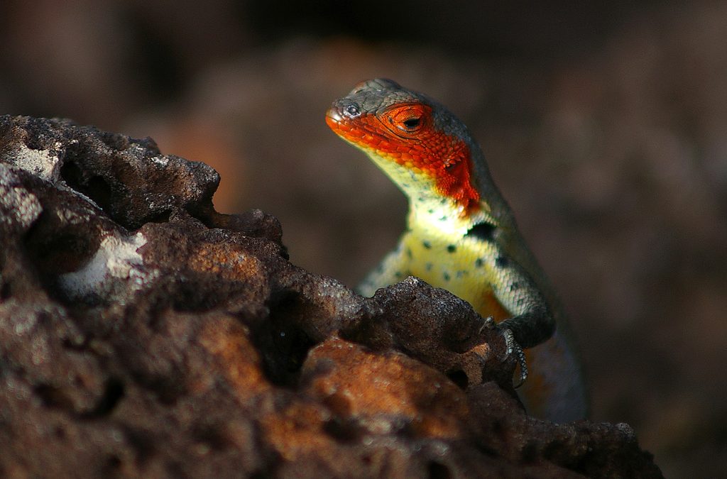Photo of the Day: the Colorful Galapagos Lava Lizard