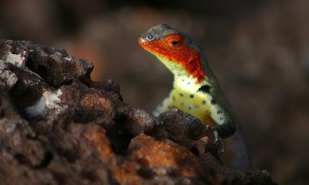 Photo of the Day: the Colorful Galapagos Lava Lizard