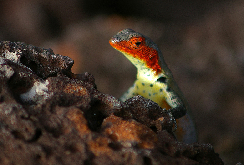 colorful female lava lizard poking up from behind a rock