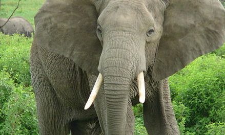 Serengeti-Maasai Mara Elephant Census Offers Some Rare Good News for Wildlife Lovers