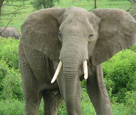 Serengeti-Maasai Mara Elephant Census Offers Some Rare Good News for Wildlife Lovers