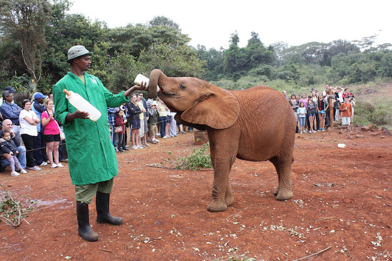 Man gives a baby elephant a bottle at the David Sheldrick Wildife Trust in Nairobi.