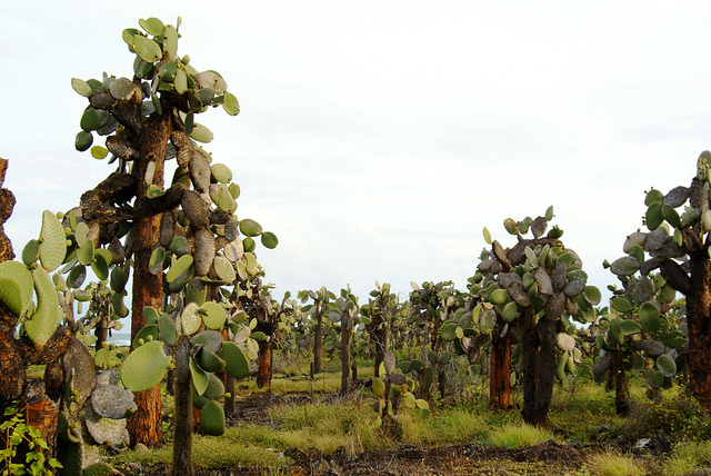 opuntia cacti forest galapagos
