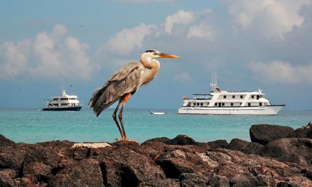 Photo of the Day: A Great Blue Heron That Lives Up to Its Name