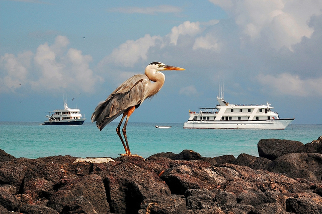 great blue heron posing in front of two galapagos cruise boats.