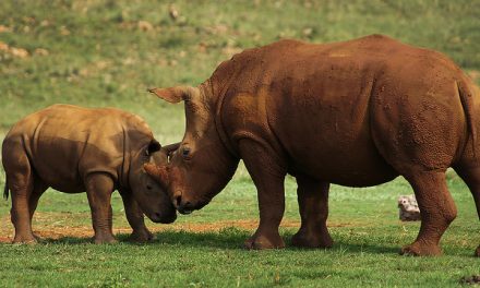 Can South Africa Save Its Rhinos by Selling Them?