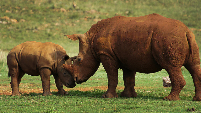 mother and baby rhino nuzzle each other in Kruger National Park.