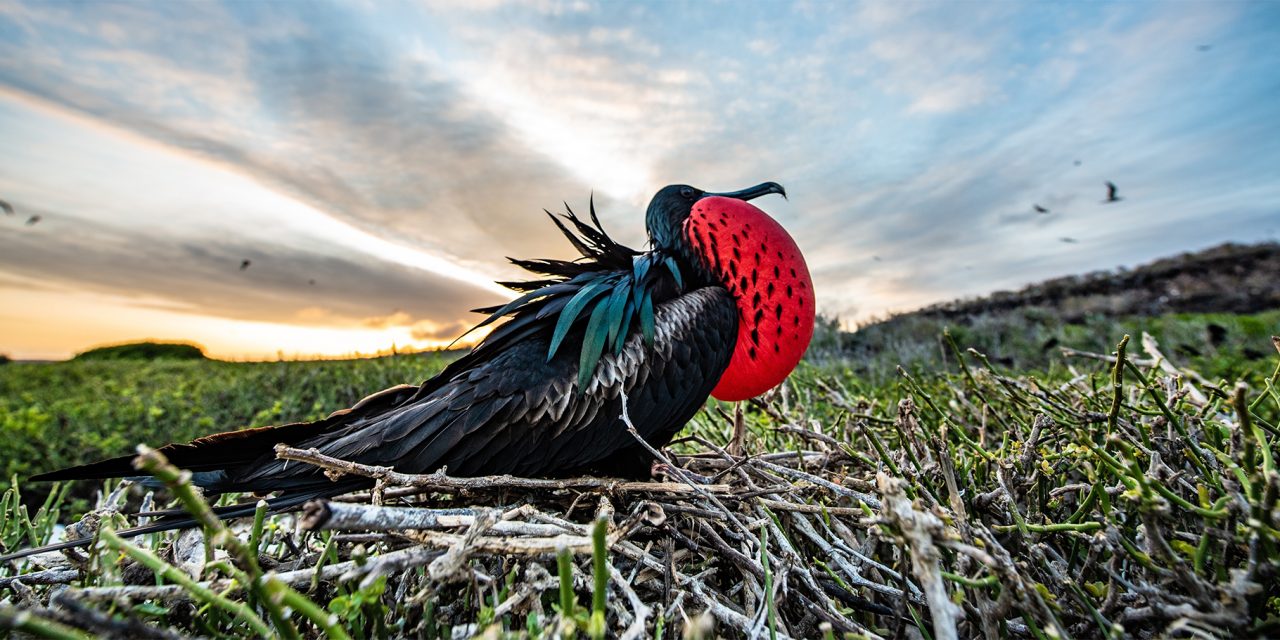 5 Astounding Animal Adaptations in the Galapagos Islands