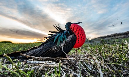 5 Astounding Animal Adaptations in the Galapagos Islands