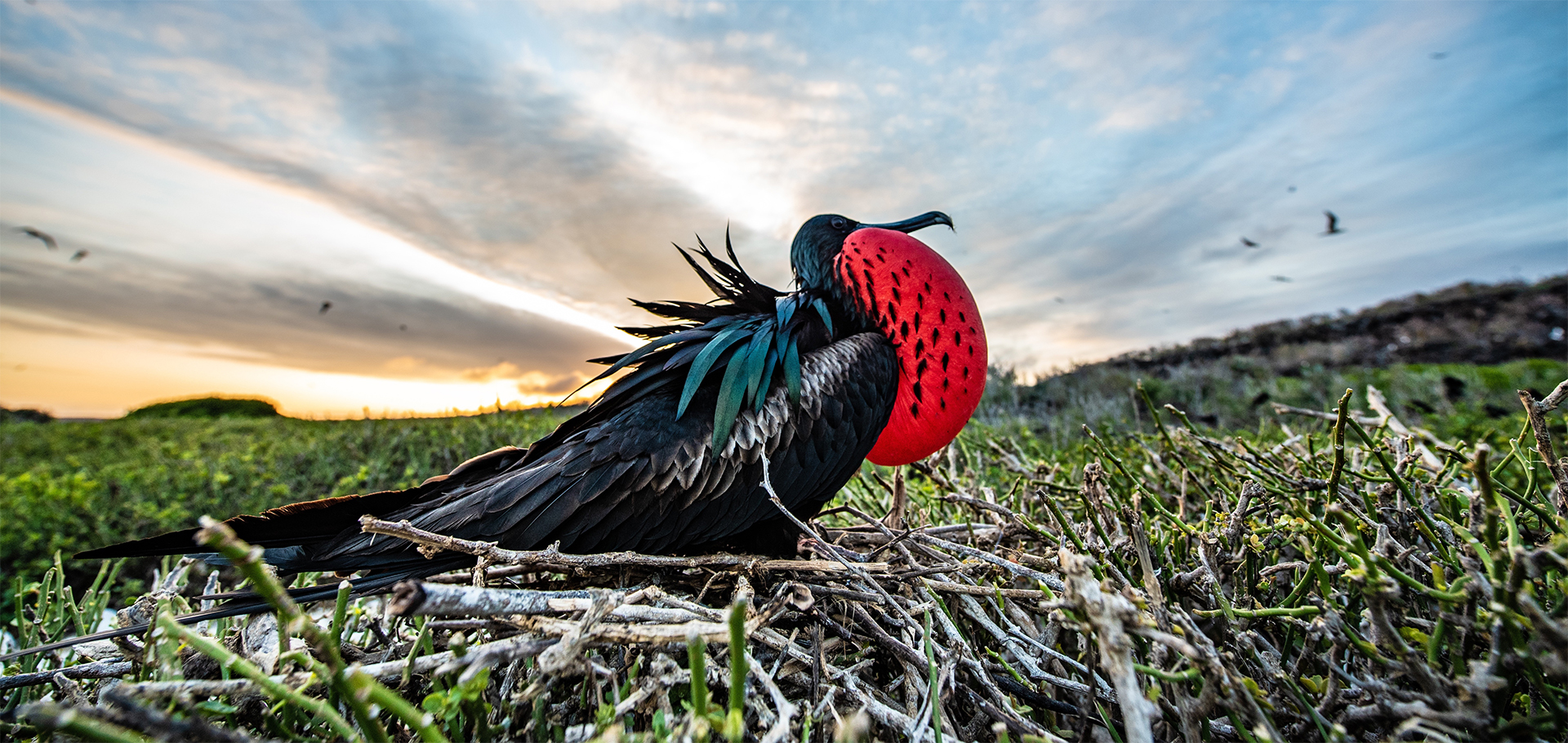 Frigate bird