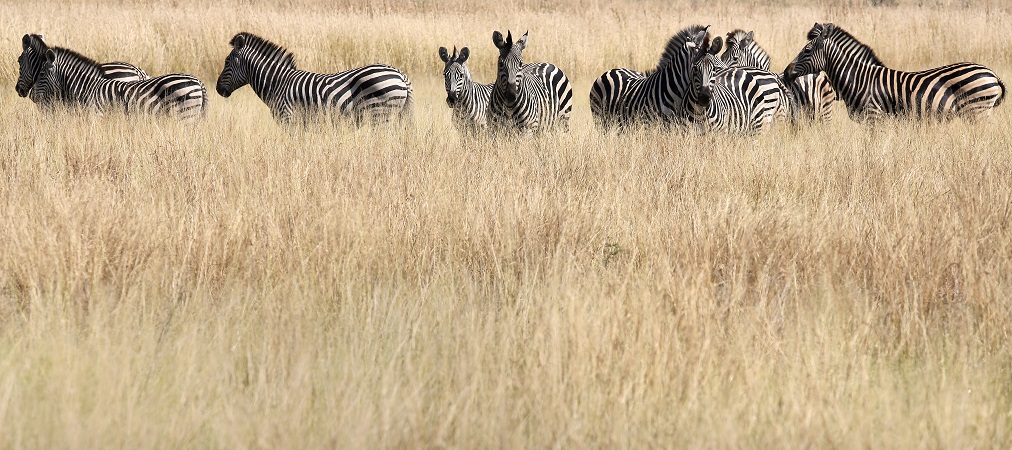 A Century-old Zebra Stripes Theory Debunked?