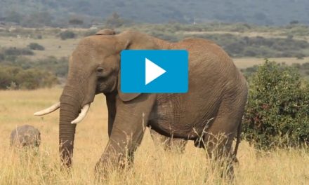 Video of the Week: One Minute with Kenya's Extraordinary Elephants