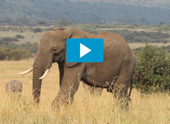 Video of the Week: One Minute with Kenya's Extraordinary Elephants
