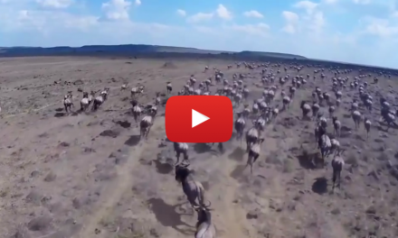 A Man, a Motorcycle, a Drone, and the Great Migration