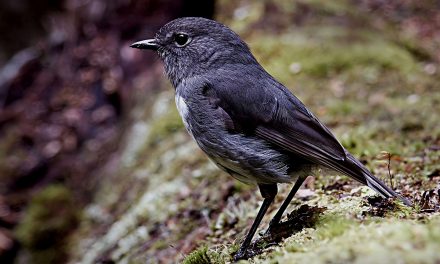 Video: New Zealand Robins Demonstrate Their Counting Ability