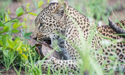 Photo of the Day: A Tortoise Licking Leopard