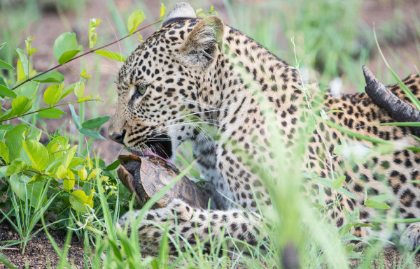 A female leopard licks a tortoise before eating it.