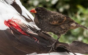 Vampire ground finch