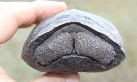 First Baby Giant Tortoises Hatch on Galapagos Island Since (Possibly) the Civil War