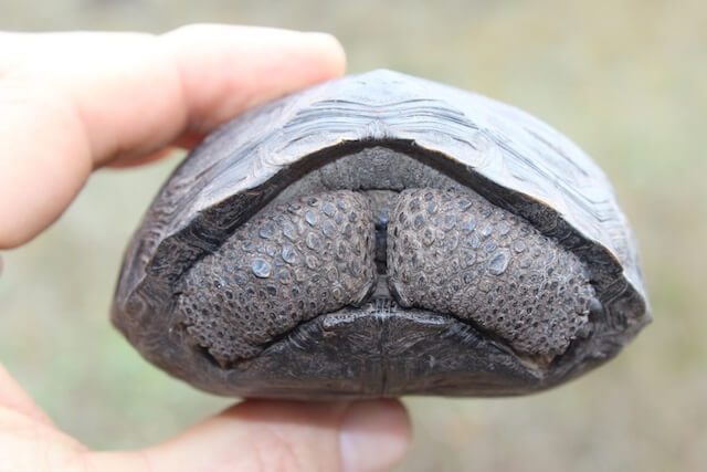 baby tortoise found on the Galapagos Island of Pinzon.