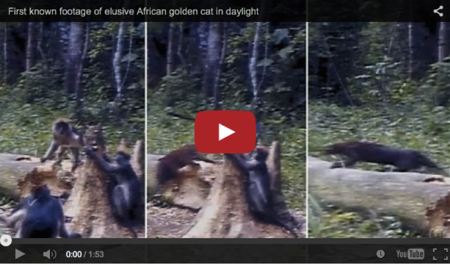 Elusive African Golden Cat Nabs Monkey in Camera Trap Video