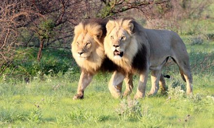 Black-Maned Lion Drama in the Kalahari!