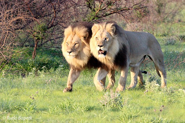 kalahari male lions on the move.