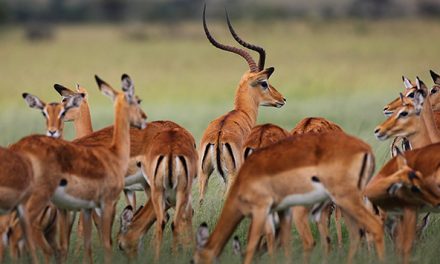 Travel Tips—Preparing for an African Safari