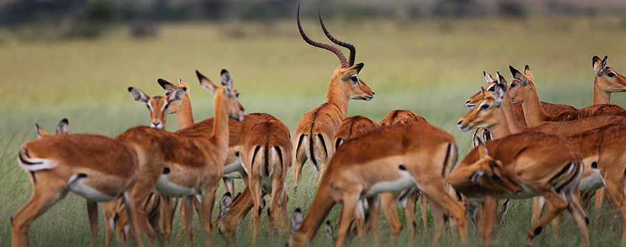 Planning an African Safari