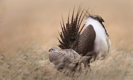 Endangered Species List May Not Be Best for Animals at Risk