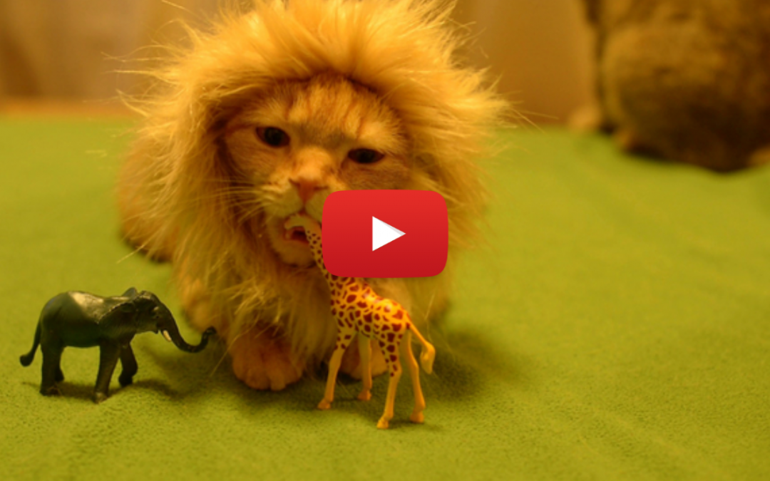 Video of the Week: Adorable House Cat Longs for the Savanna