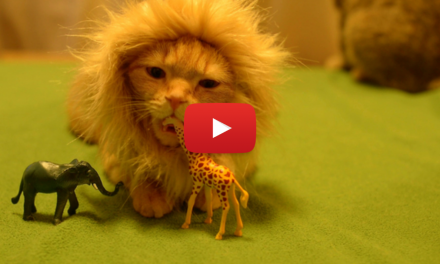 Video of the Week: Adorable House Cat Longs for the Savanna
