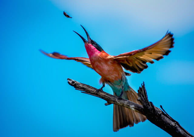 carmine bee eater catching a bug