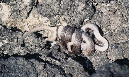 Photo of the Day: Galapagos Racer vs Marine Iguana