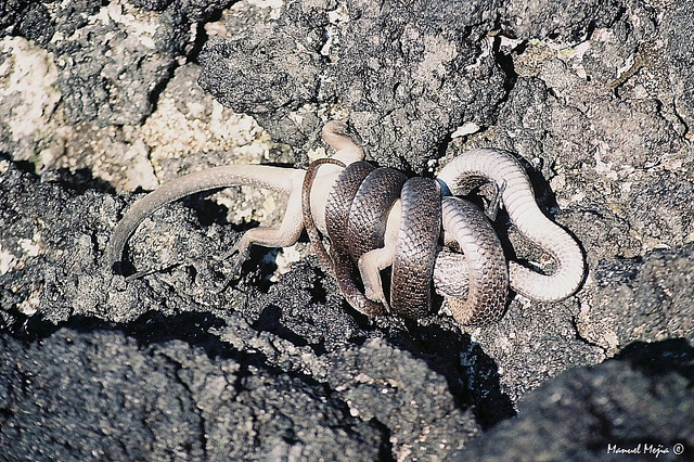 galapagos racer eating a marine iguana