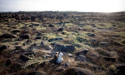 Photo of the Day: The (Sometimes) Lonely Life of the Waved Albatross