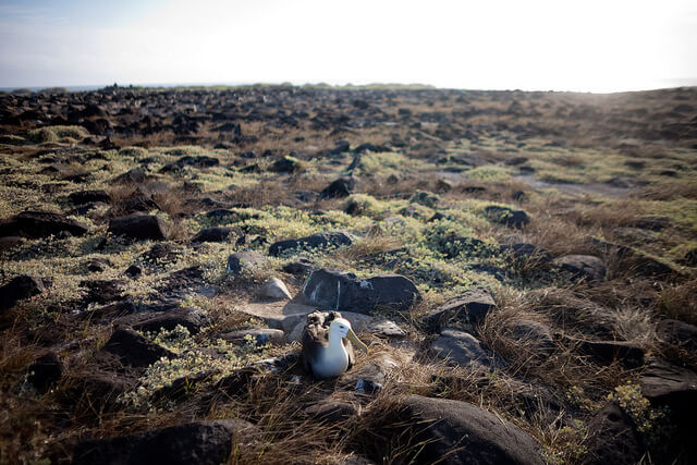 Photo of the Day: The (Sometimes) Lonely Life of the Waved Albatross