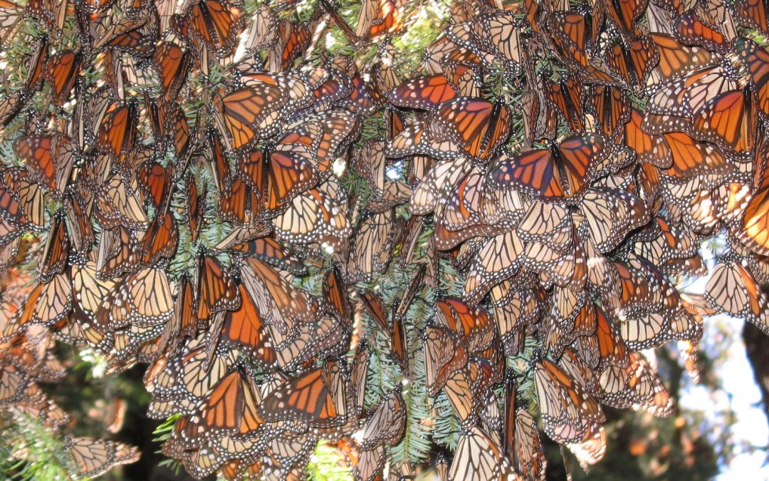 New Hope for Monarch Butterfly Populations