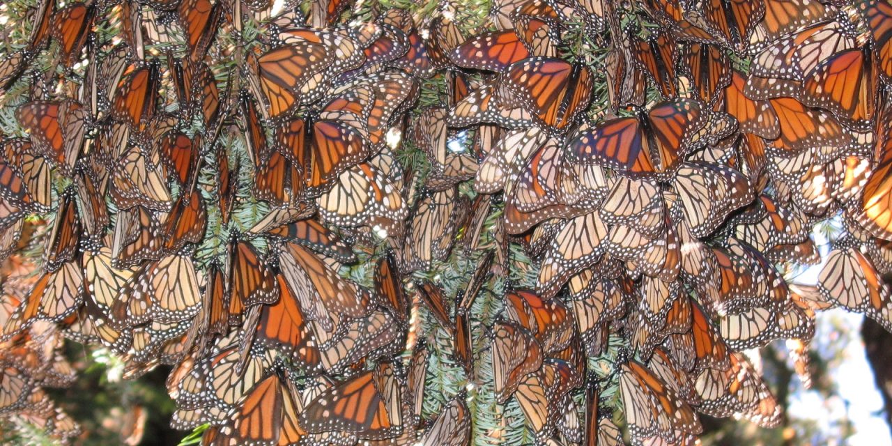 New Hope for Monarch Butterfly Populations