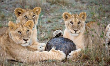 Photo of the Day: An Irresistible Force Meets an Immovable Object