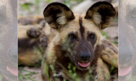 Should We Vaccinate Wild Animals for Canine Distemper Virus?