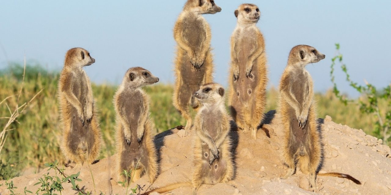 A Conservationist's Top Five Wildlife Moments in Botswana